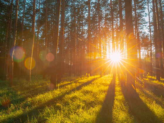 sunset-sunrise-sun-sunshine-in-sunny-summer-conife-2023-11-27-04-49-33-utc 1